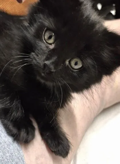 A young small-sized male Domestic Long Hair cat named Hans for adoption in New Hope, PA