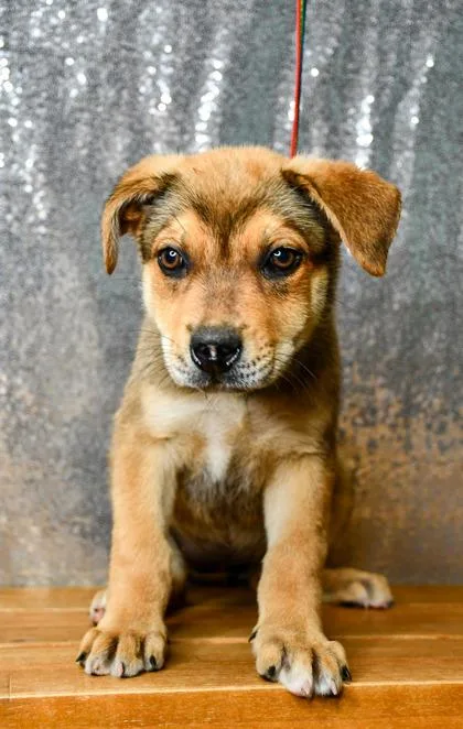 A baby large-sized female German Shepherd Dog dog named Hetty for adoption in Yakima, WA