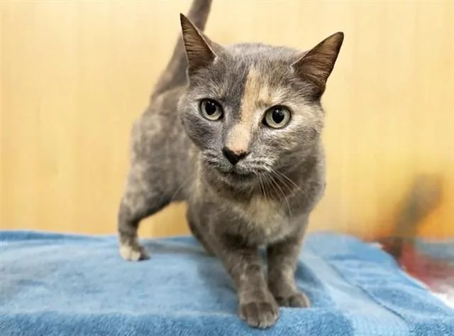 An adult large-sized female Domestic Short Hair cat named Madeline for adoption in Saint Louis, MO