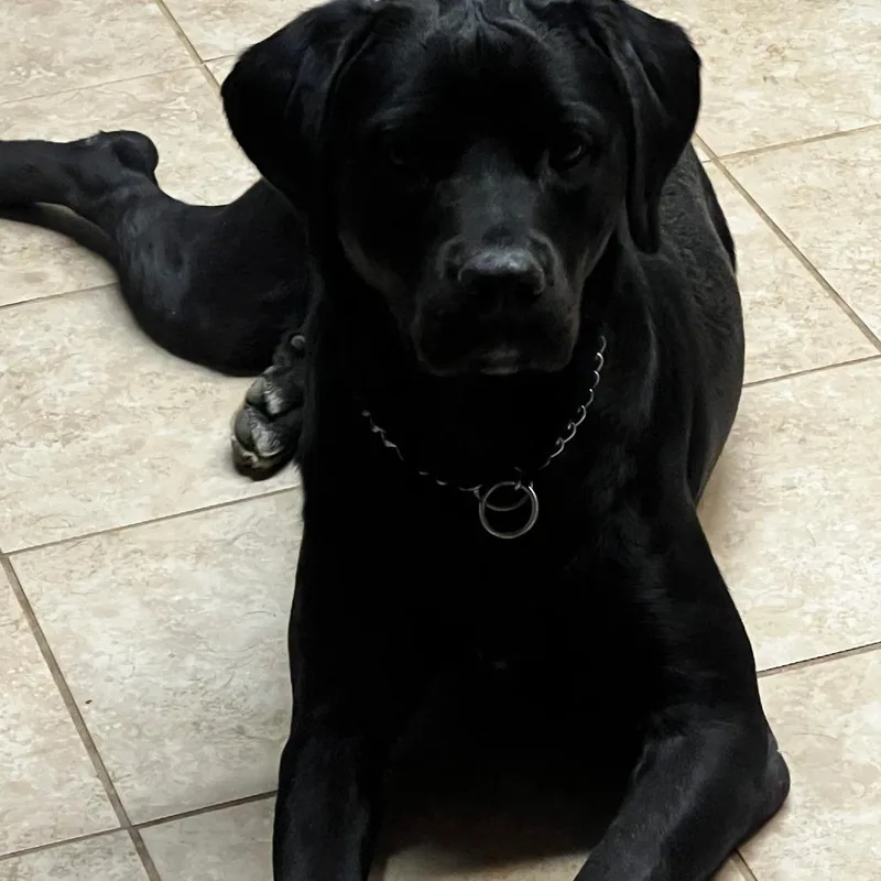 An adult small-sized male Black Mixed Breed dog named Buddy Williams Home for adoption in South Elgin, IL