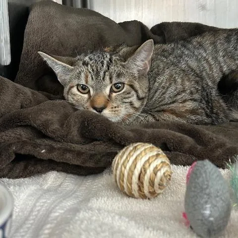 A baby medium-sized female Brown / Chocolate Domestic Short Hair cat named Roo $ for adoption in Springfield, MA