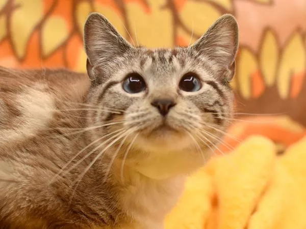 A young medium-sized female Siamese cat named Pail for adoption in Portland, OR