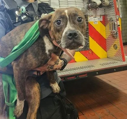 An adult medium-sized female Mixed Breed dog named Elena for adoption in West Chester, PA