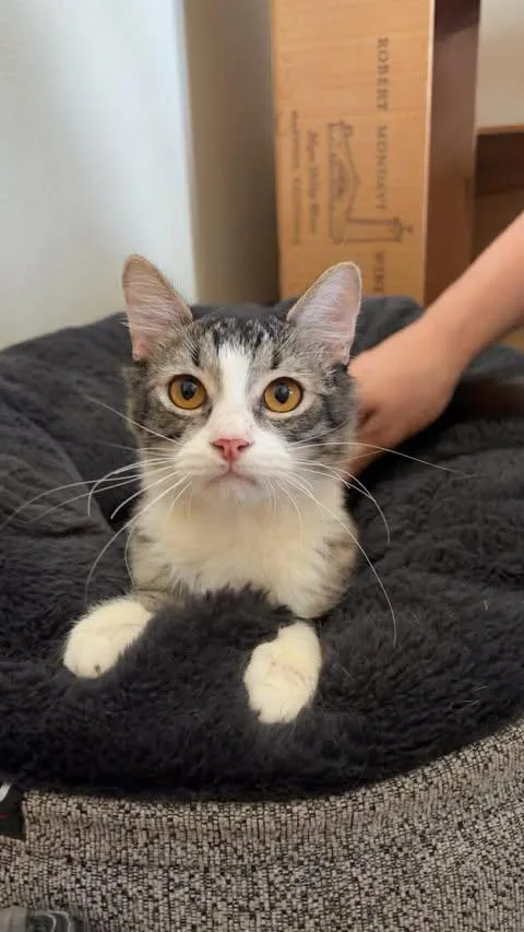 A young medium-sized male Gray & White Domestic Medium Hair cat named Felix for adoption in McKinney, TX
