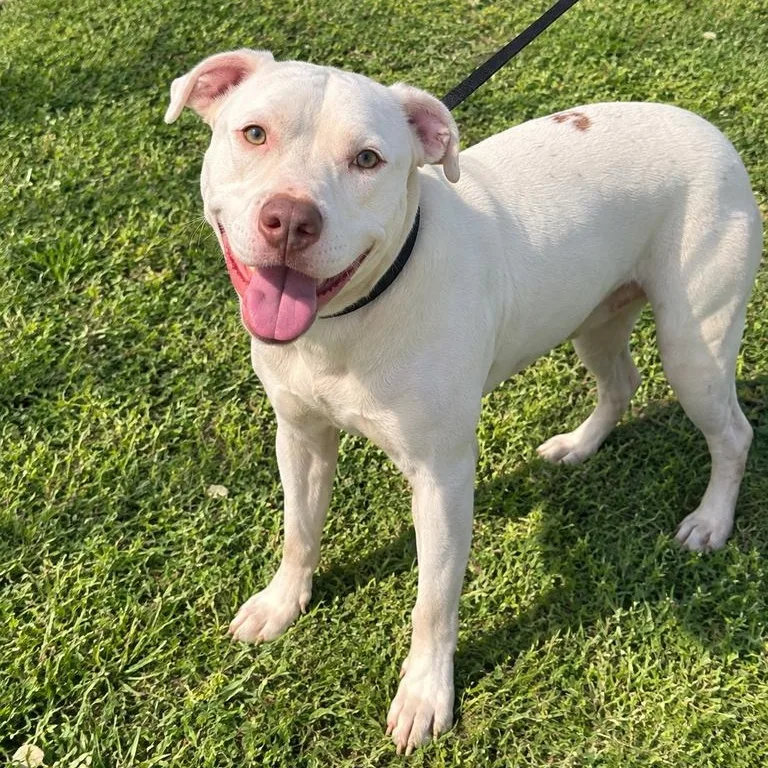 A young medium-sized female White / Cream Pit Bull Terrier dog named Sunny for adoption in Valdosta, GA