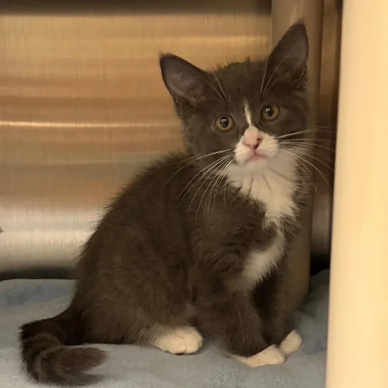 A baby small-sized female Gray / Blue / Silver Domestic Short Hair cat named Yelena for adoption in Keizer, OR