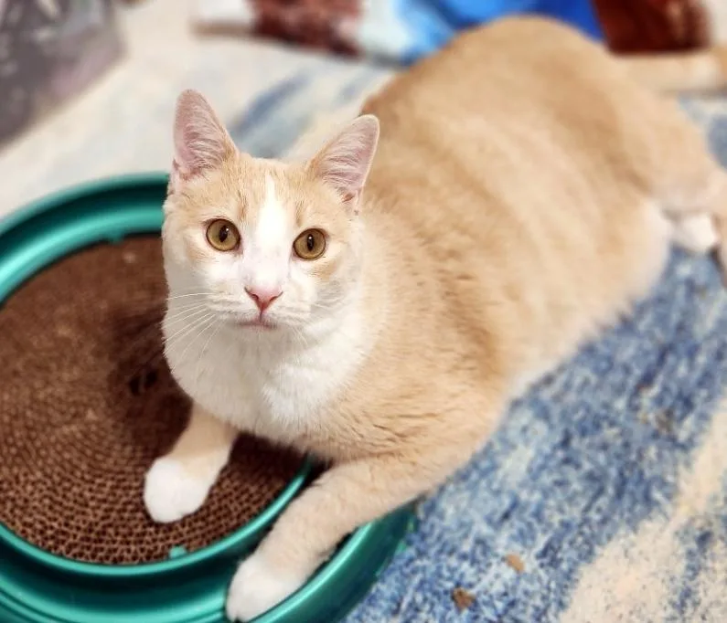 Danny & Ham thumbnail 2