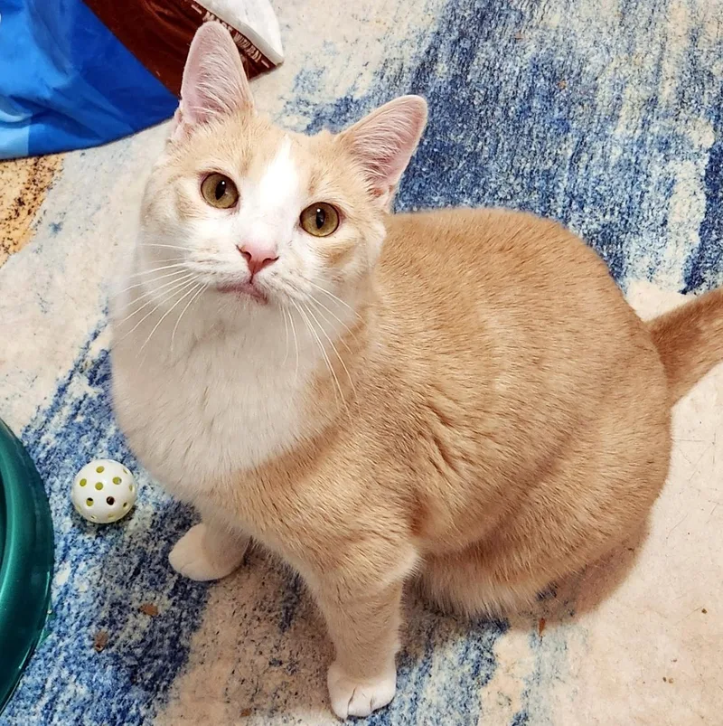 Danny & Ham thumbnail 3