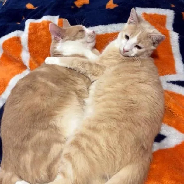 Danny & Ham thumbnail 4