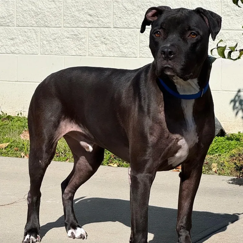 An adult large-sized male Pit Bull Terrier dog named Carter for adoption in Syosset, NY