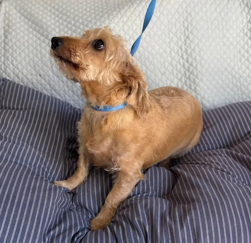 An adult small-sized male Maltese dog named Levi for adoption in Fort Worth, TX