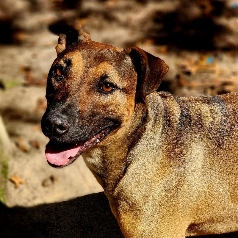 An adult medium-sized male Brown / Chocolate Mixed Breed dog named Bruno for adoption in Lexington, SC