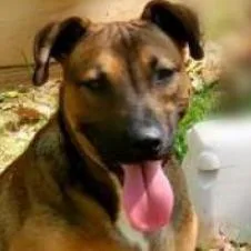 Bruno thumbnail 2