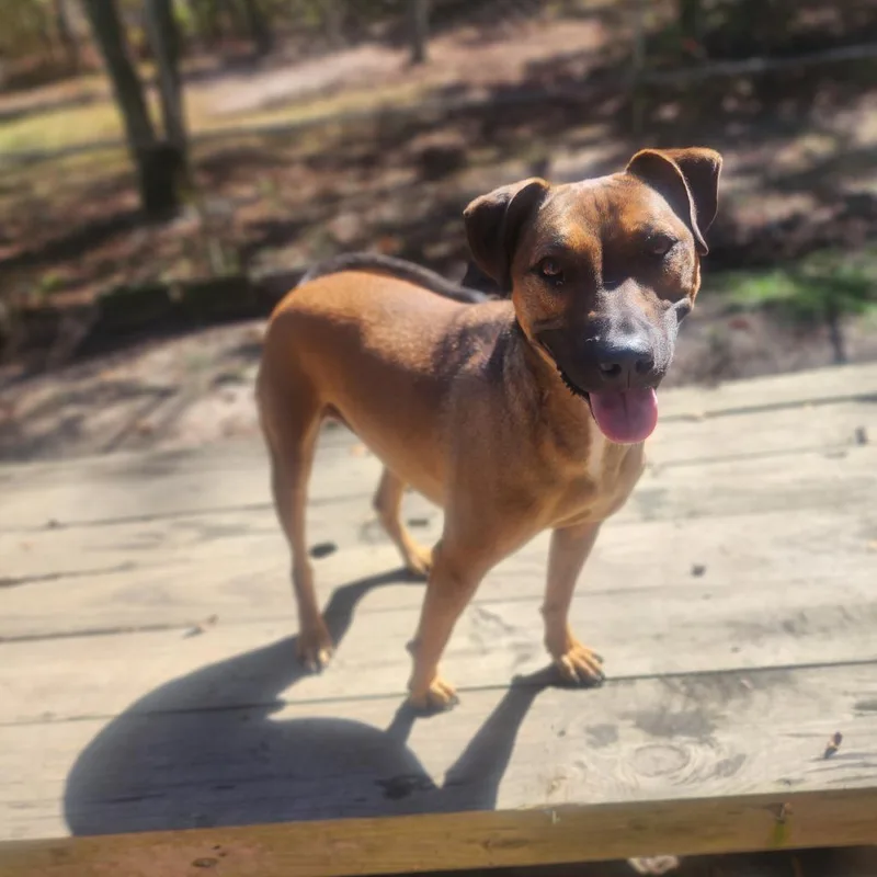 Bruno thumbnail 3