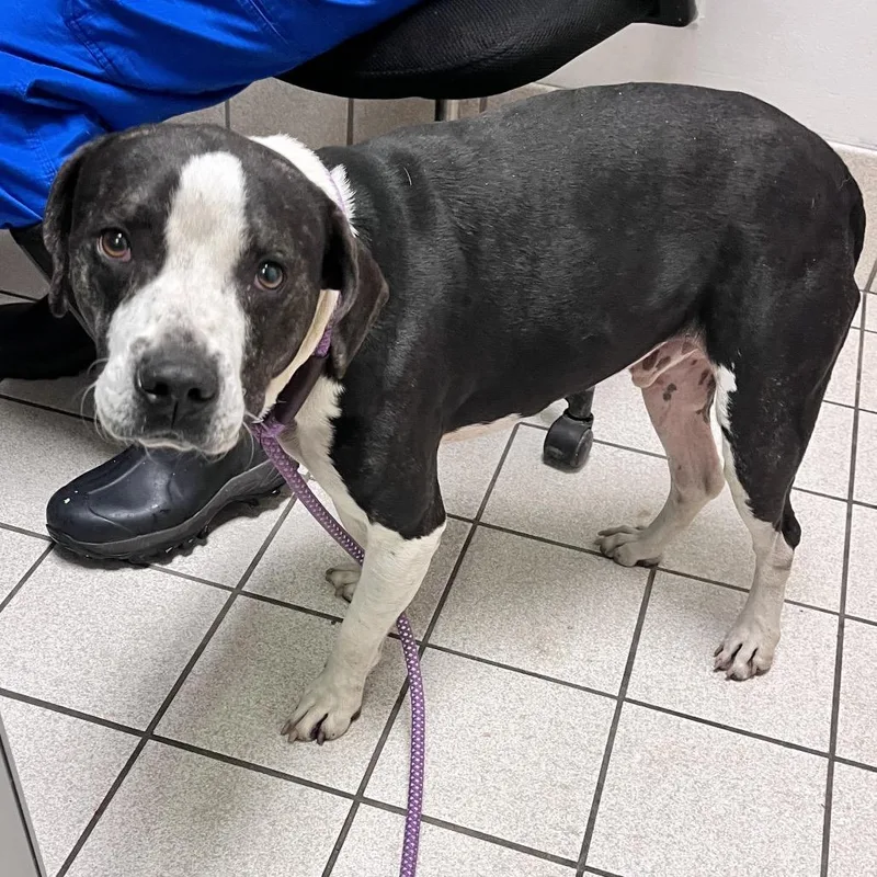 An adult medium-sized male White / Cream Mixed Breed dog named Teriyaki for adoption in Charleston, WV