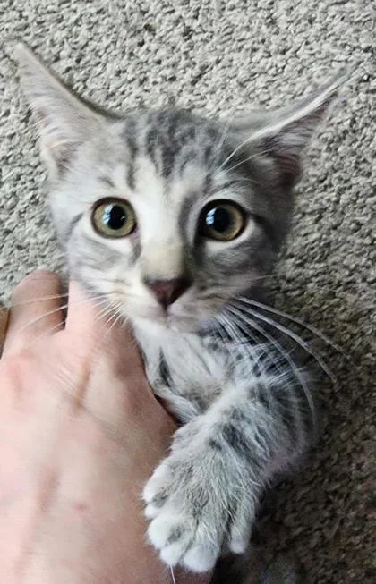 An adult small-sized male Domestic Short Hair cat named Bonus for adoption in Berwick, PA