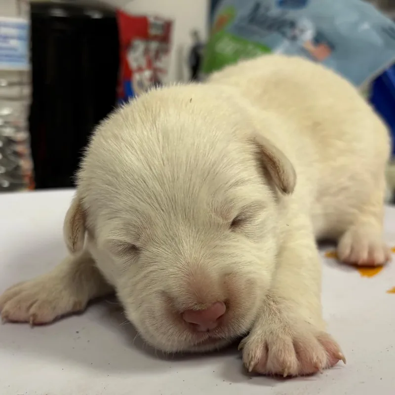 A baby small-sized female Yellow / Tan / Blond / Fawn Retriever dog named Jasmin for adoption in Yuma, AZ