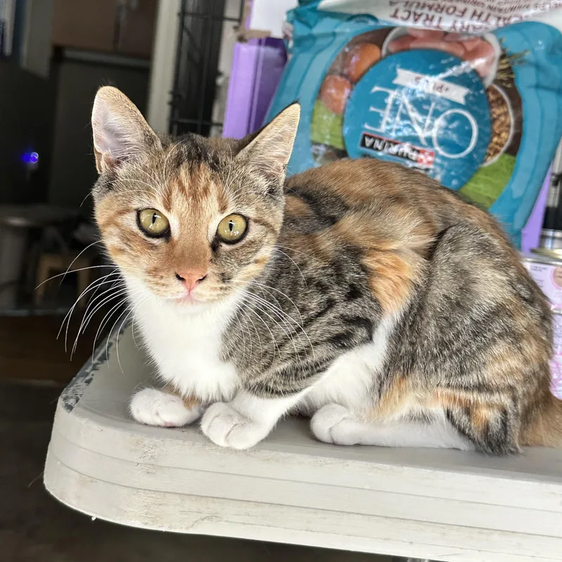 A baby medium-sized female Calico cat named Carmel for adoption in Sacramento, CA