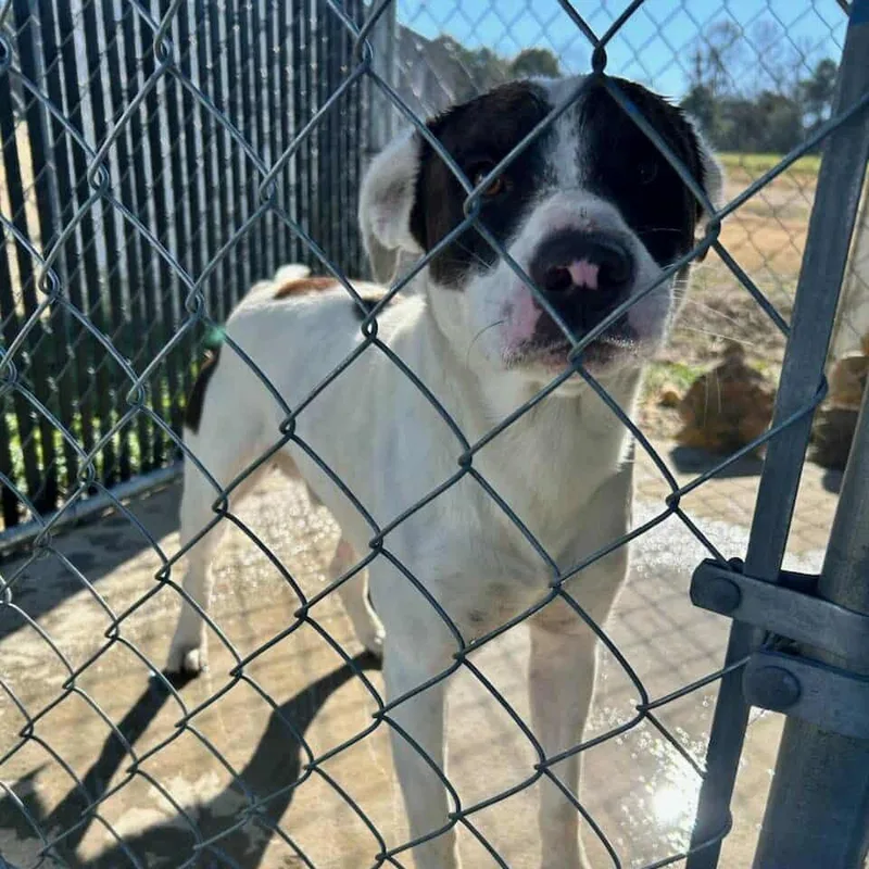 Klondike thumbnail 2