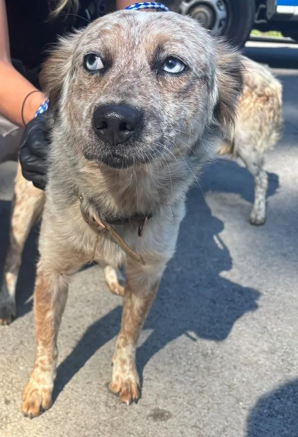 Pepper