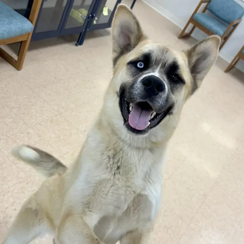 A young large-sized male Saint Bernard dog named Bowie for adoption in Rushville, IL