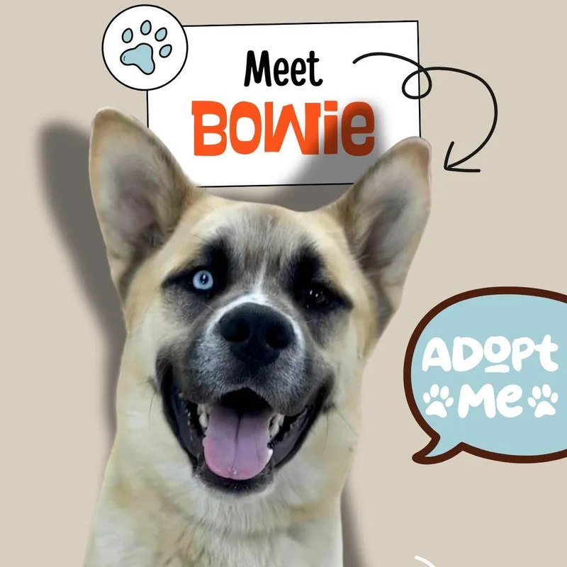 Bowie thumbnail 2