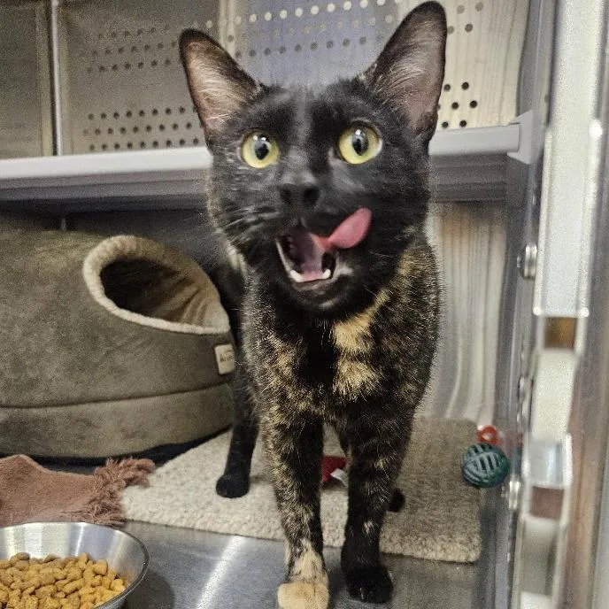 An adult medium-sized female Tortoiseshell Domestic Short Hair cat named Cheesecake for adoption in Warwick, RI