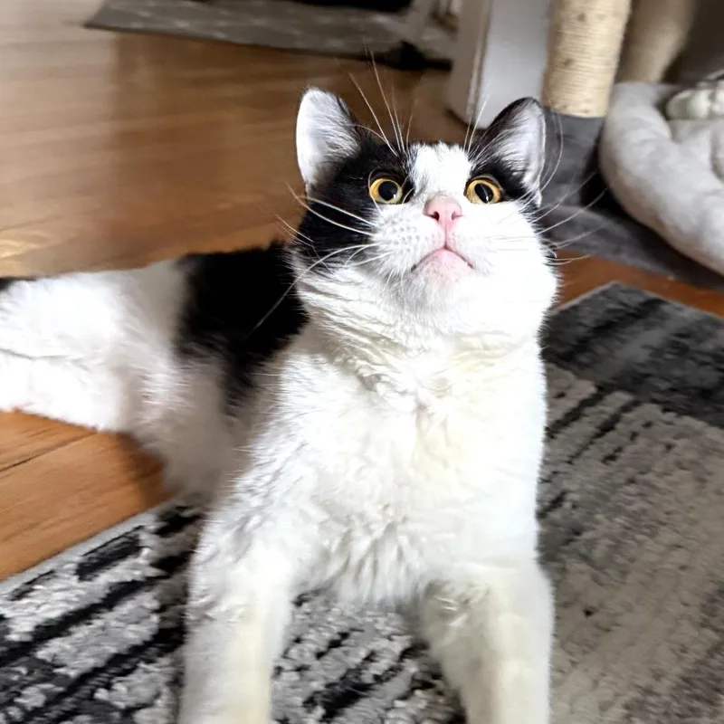 An adult large-sized male Black & White / Tuxedo Domestic Short Hair cat named Bono for adoption in Evanston, IL