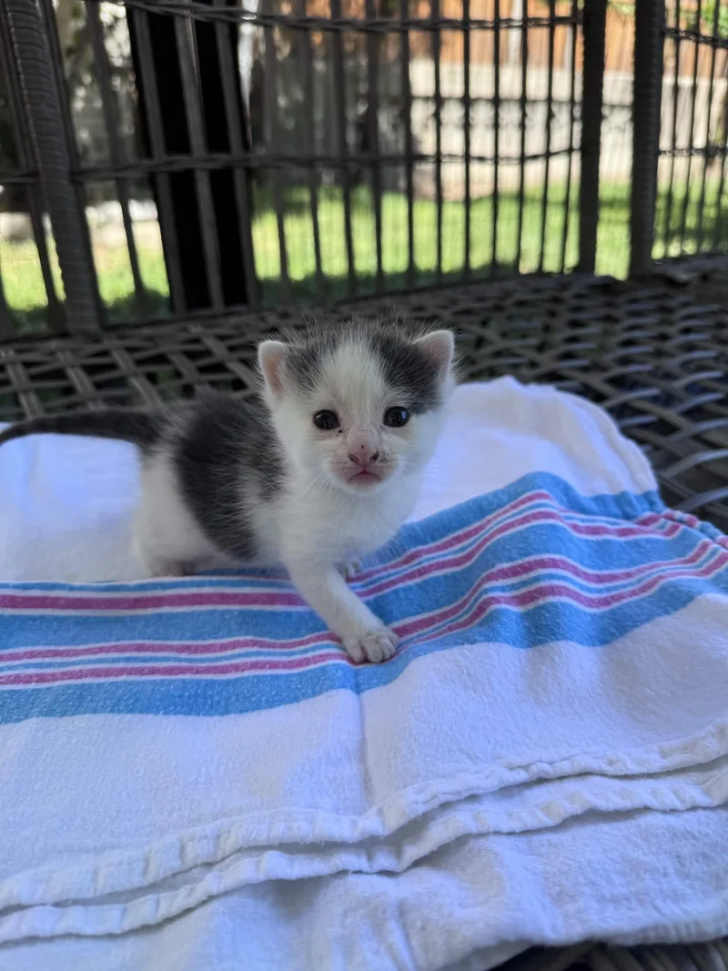 A baby small-sized male Gray & White American Shorthair cat named Kramer for adoption in North Bergen, NJ