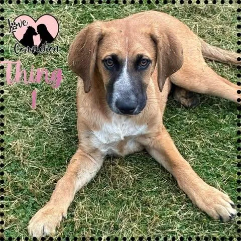 A baby medium-sized female Golden Chocolate Labrador Retriever dog named Thing for adoption in Gilbert, AZ