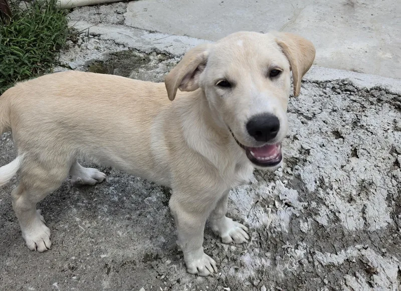 A baby large-sized male Labrador Retriever dog named Iggy for adoption in Tracy City , TN