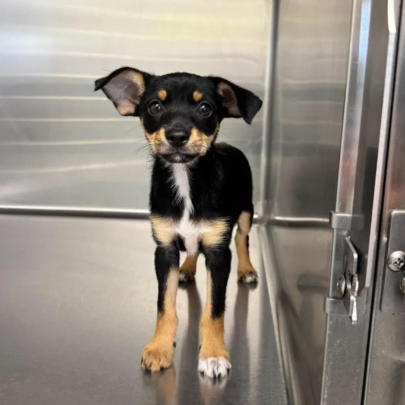 A baby small-sized female Black Chihuahua dog named Bb for adoption in Bastrop, TX