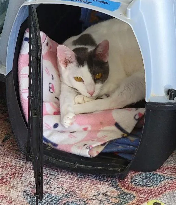 Tunie  Napa Hm thumbnail 2