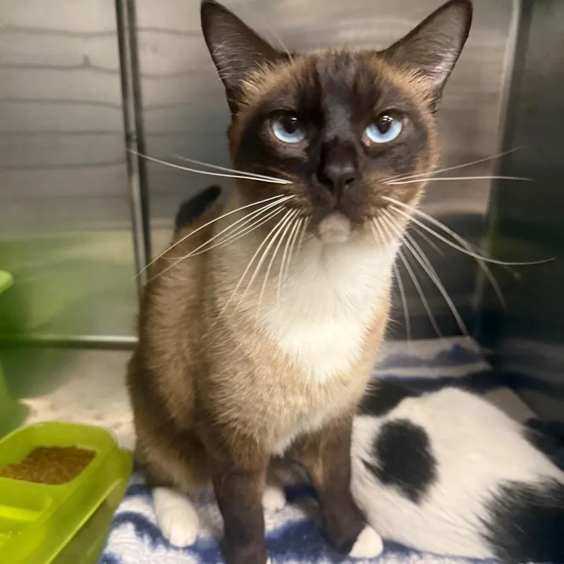 An adult large-sized male Seal Point Siamese cat named Finch for adoption in Spokane, WA