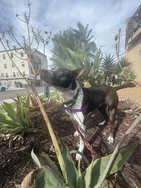 An adult medium-sized female Pit Bull Terrier dog named Blair for adoption in San Diego, CA