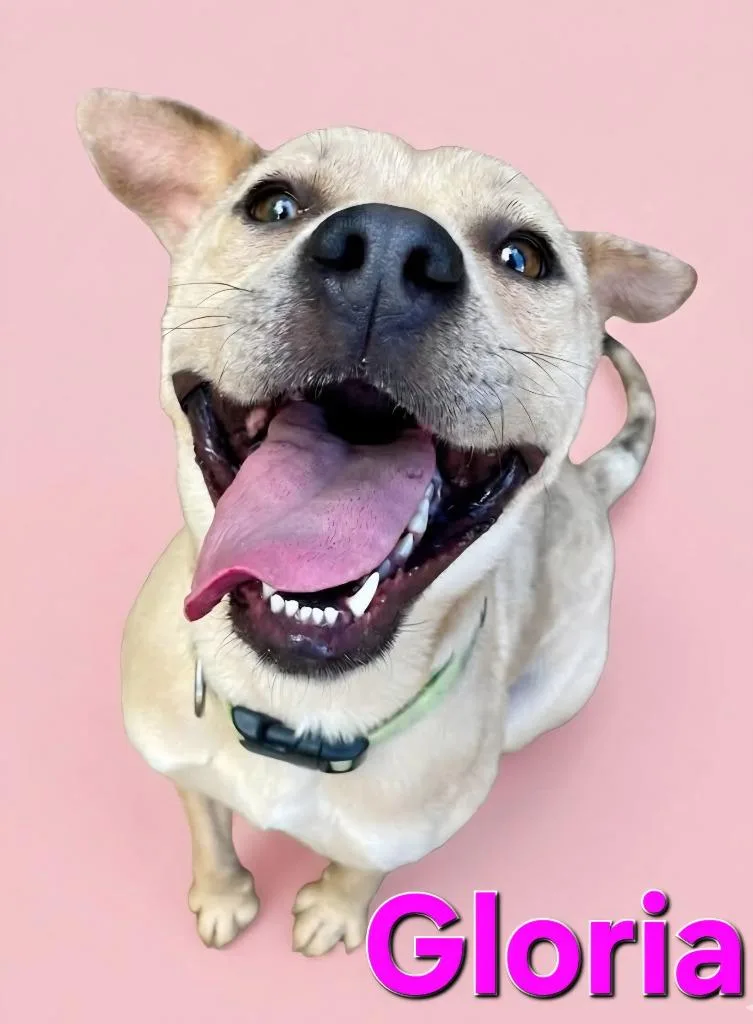 A young medium-sized female Shar-Pei dog named Gloria for adoption in Rutherfordton, NC