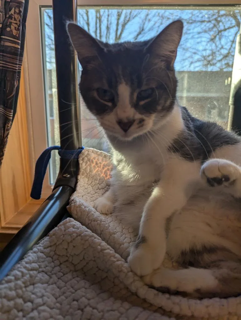 Wilsonett thumbnail 2