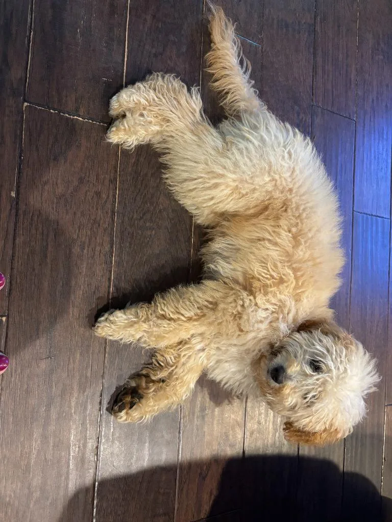 A young medium-sized female Poodle dog named Found Animal for adoption in Douglasville, GA
