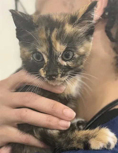 A baby small-sized female Domestic Short Hair cat named Flo for adoption in Upper Marlboro, MD