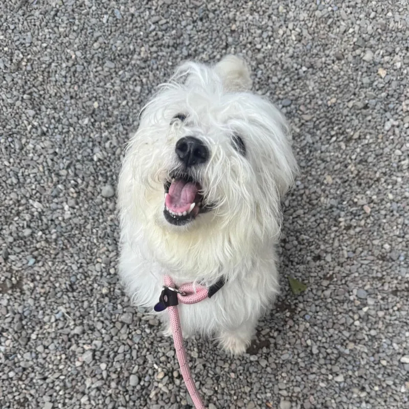 An adult small-sized female White / Cream Mixed Breed dog named Lady for adoption in Fairport, NY