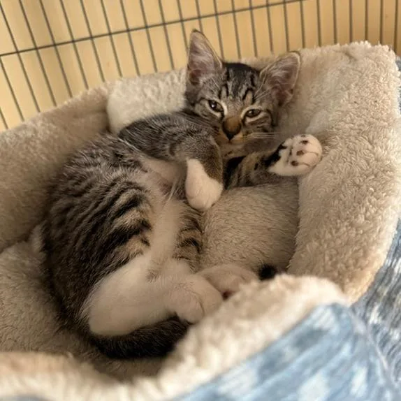 A baby small-sized female Domestic Short Hair cat named Cabbage for adoption in Woodstock, GA