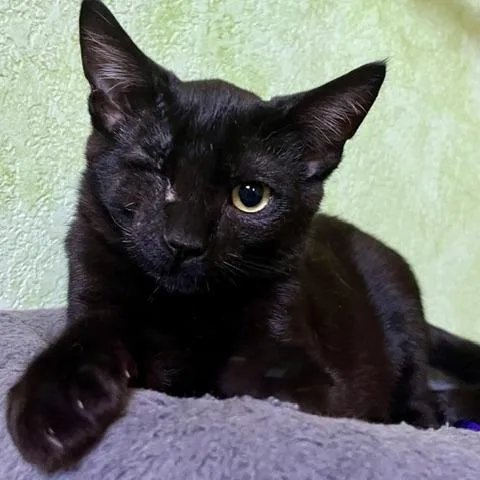 A young small-sized male Black Domestic Short Hair cat named Pirate for adoption in Pleasant Hill, CA