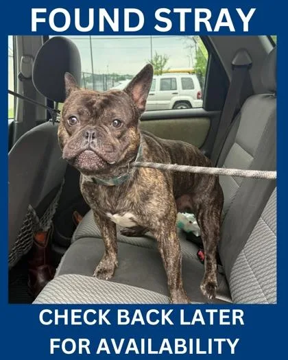 An adult medium-sized male French Bulldog dog named Andre for adoption in Hamilton, NJ
