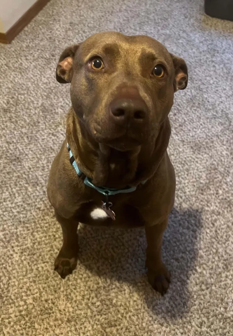 An adult medium-sized female Mixed Breed dog named Shirley Temple for adoption in Appleton, WI