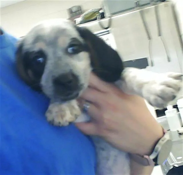 A baby small-sized female Border Collie dog named Dua Lipa for adoption in Fayetteville, NC