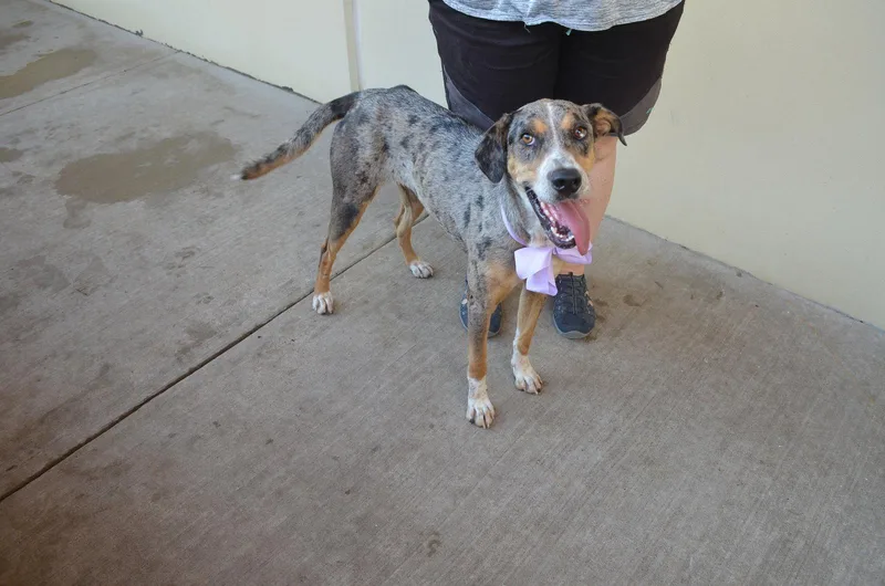 A young large-sized female Catahoula Leopard Dog dog named Socks for adoption in McKinney, TX