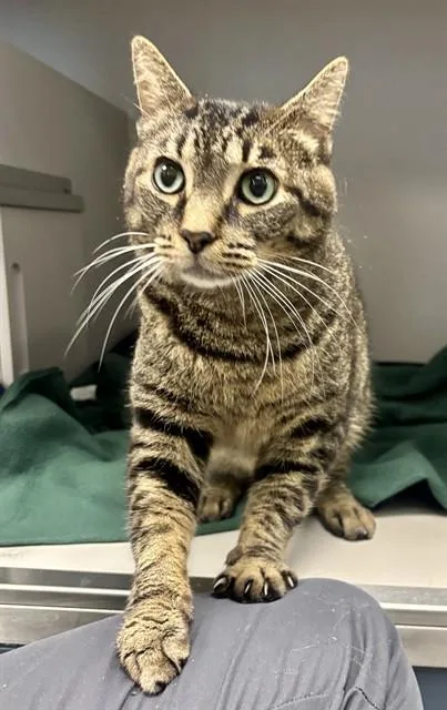 A young large-sized male Domestic Short Hair cat named Westie for adoption in Kalamazoo, MI