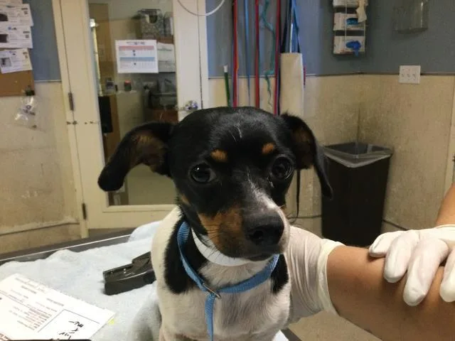 A young small-sized female Chihuahua dog named Britt for adoption in Riverside, CA