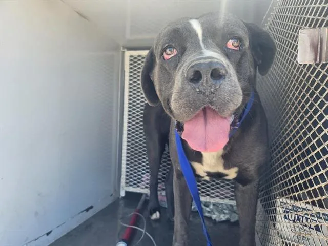An adult medium-sized male Gray / Blue / Silver Cane Corso dog named Max URGENT for adoption in Thousand Oaks, CA