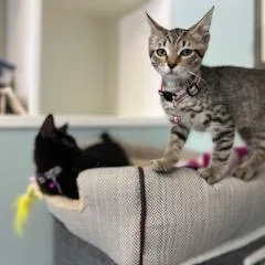 A baby small-sized female Brown / Chocolate Domestic Short Hair cat named Kiki for adoption in Lauderhill, FL